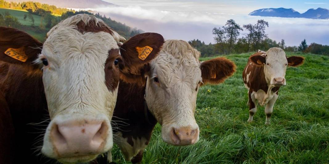 Et ve Süt Kurumu satılmayan kurbanlıklar için fiyat listesini yayımladı 8